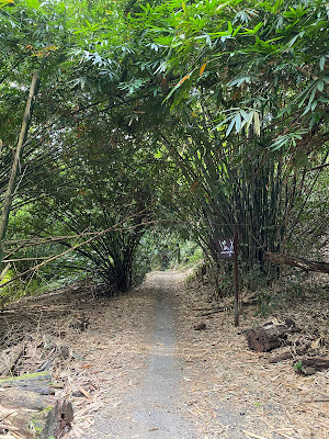 Mandai T15 Trail