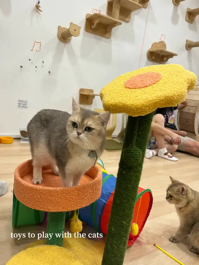 $9 CAT CAFE  WITH FREE FLOW DRINKS