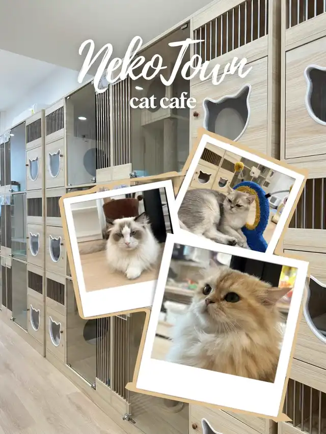Cat Cafe in SG With The Prettiest Cats!