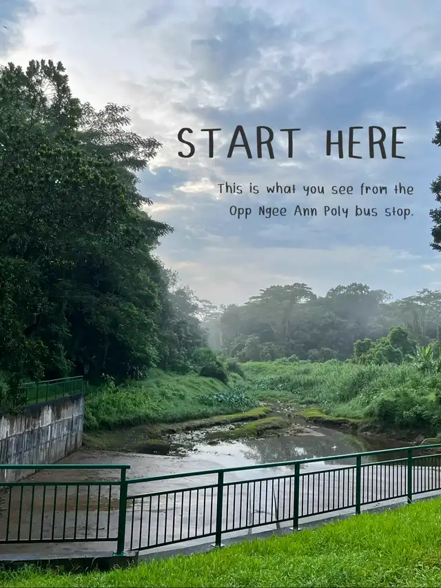 5 tips for hiking Clementi Forest!