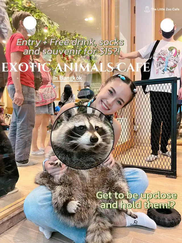 ️EXOTIC ANIMALS CAFE for $15 SGD?! Racoon, fox…