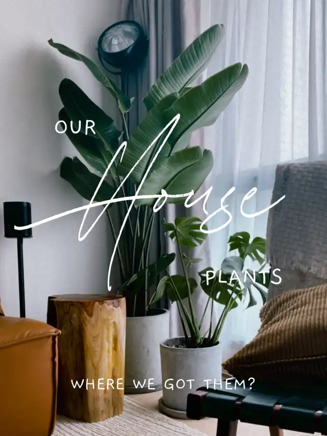 Our House Plants ( where we got them? )