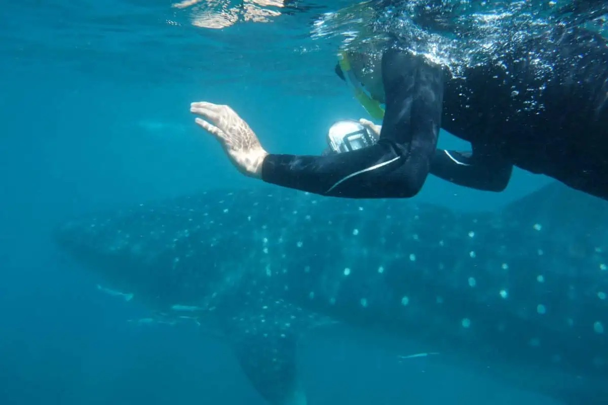 Ningaloo Reef, Western Australia👌 The ultimate aquatic playground!
