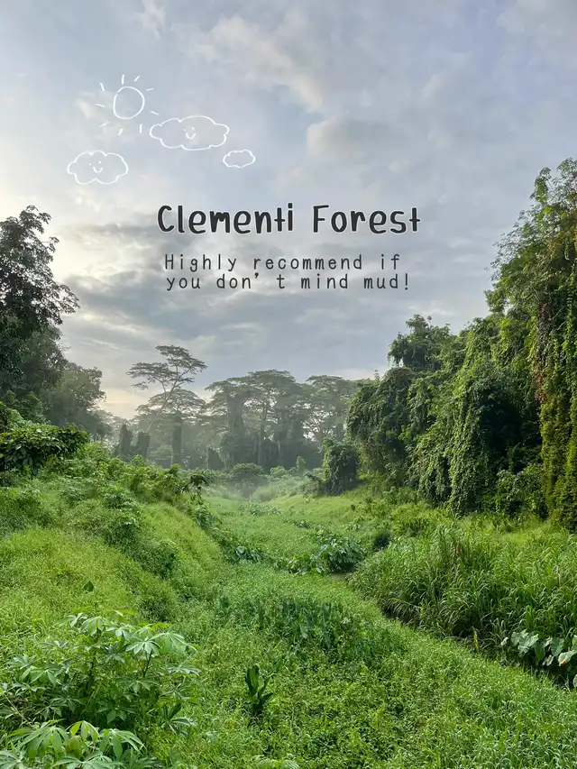 5 tips for hiking Clementi Forest!